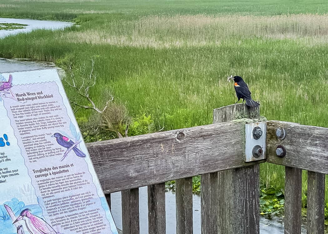 Bird-sitting-on-Railing