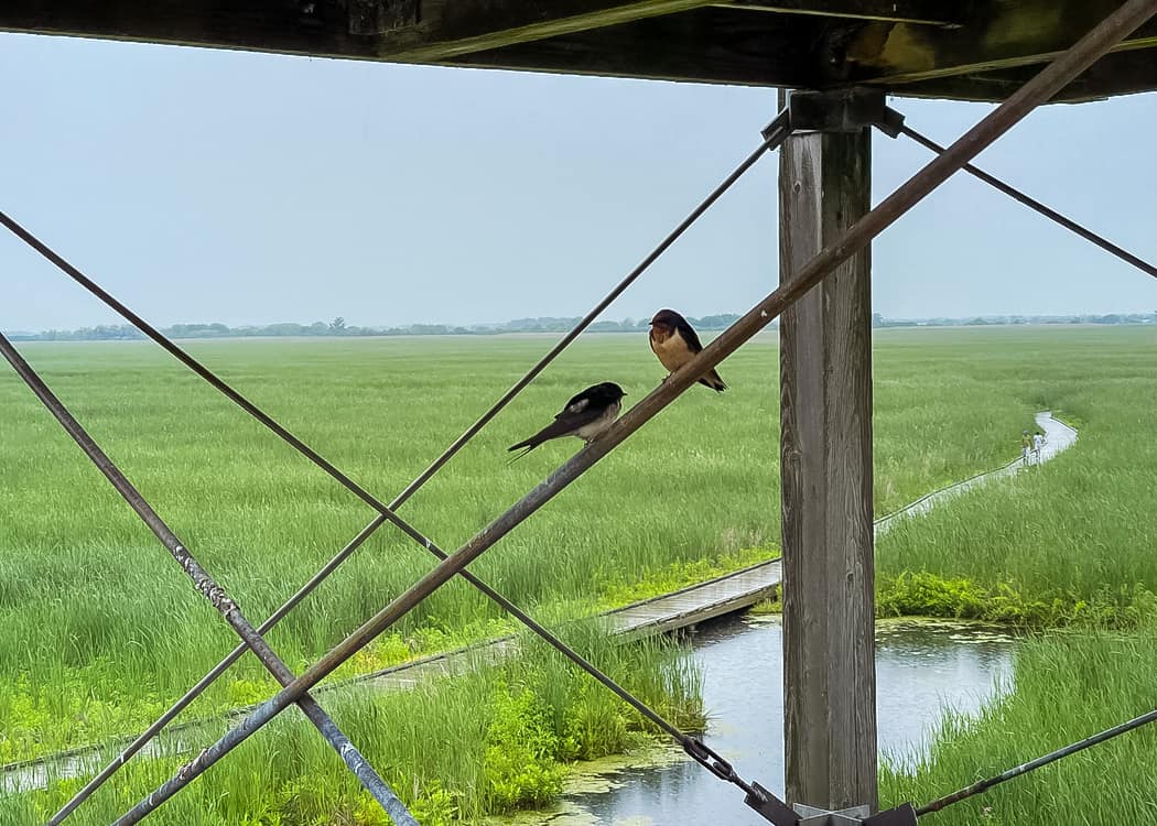 Birds-at-the-Marsh