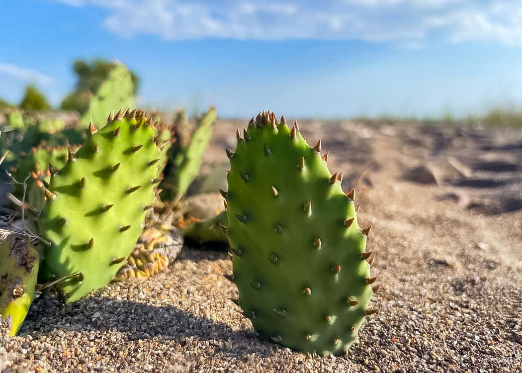 Point-Pelee-National-Park-Eastern-Cactus
