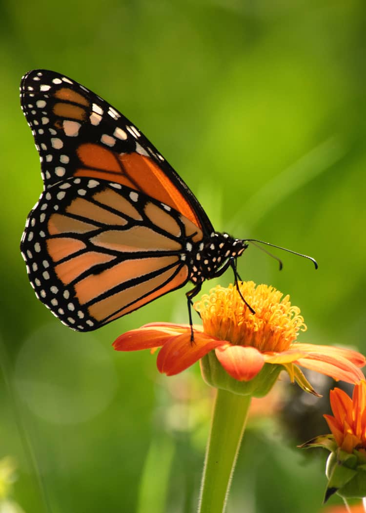 Monarch