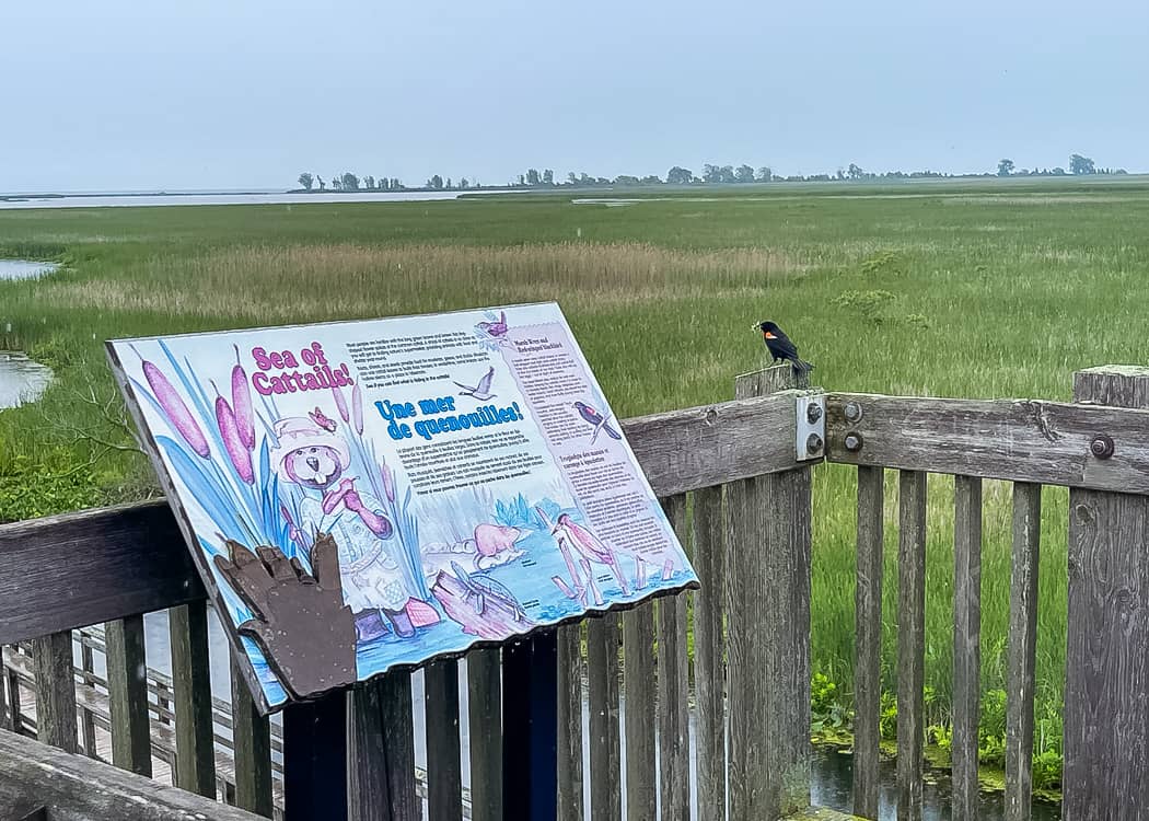 Red-Winged-Blackbird-with-sign-at-the-marsh