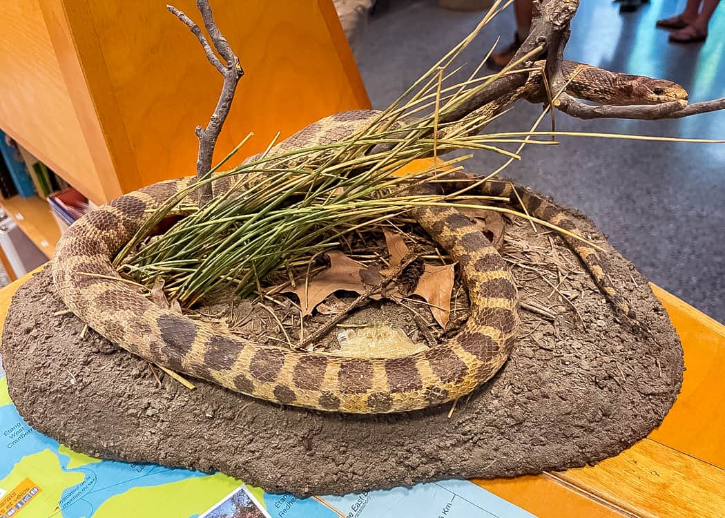 Point-Pelee-National-Park-Snake-replica