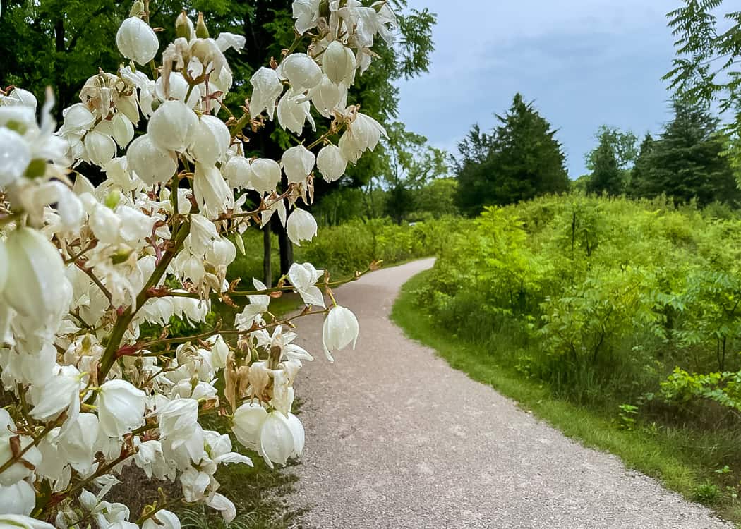Point-Pelee-National-Park-Wildflowers