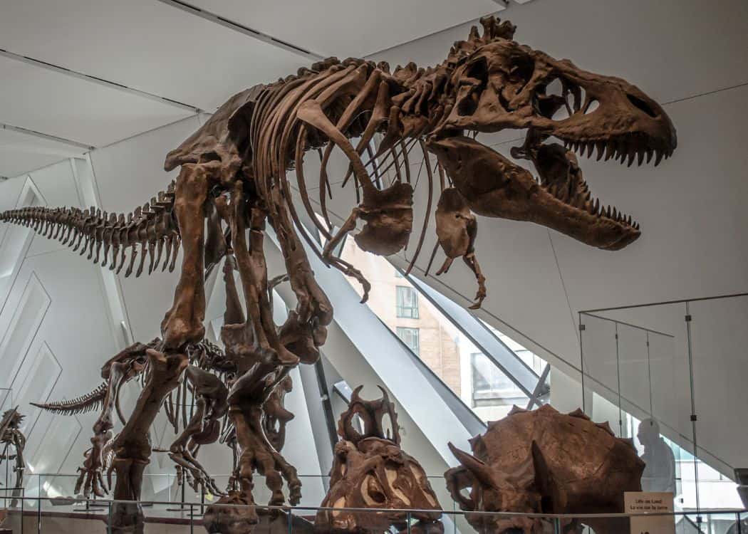 Toronto-in-Fall-Dinosaur-skeleton-at-the-ROM